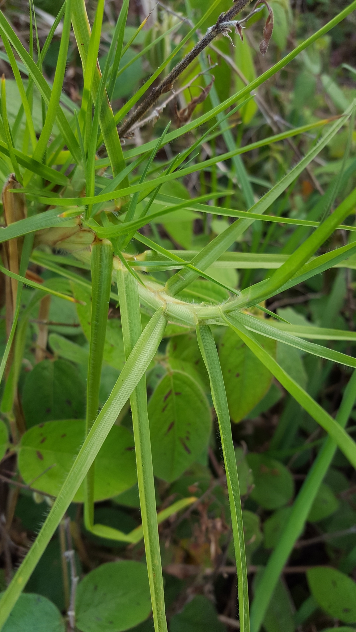 (c) François Rousseu, certains droits réservés (CC BY-NC) https://www.inaturalist.org/observations/99185364