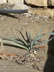 Pancratium maritimum