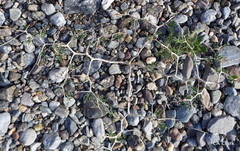 Psorothamnus arborescens minutifolius