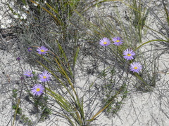 Olearia ciliata