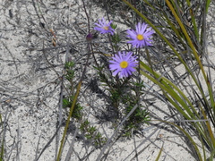 Olearia ciliata