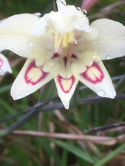 Gladiolus angustus
