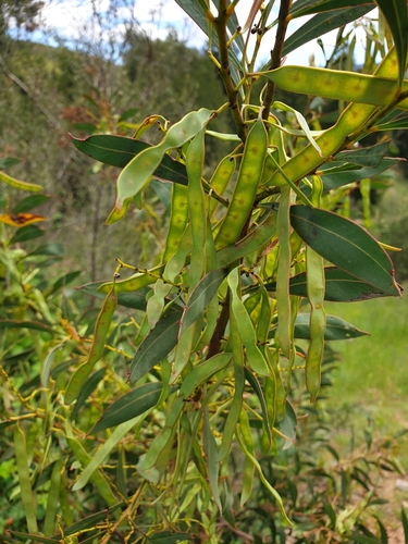 Image of Acacia rubida by no rights reserved