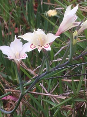 Gladiolus angustus