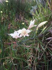 Gladiolus angustus