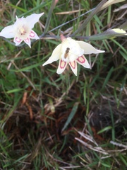 Gladiolus angustus