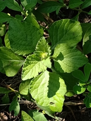 Acalypha indica