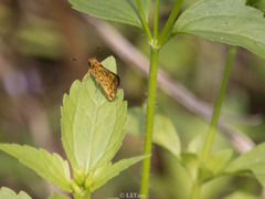 Ampittia dioscorides camertes