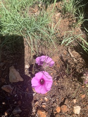 Ipomoea bolusiana