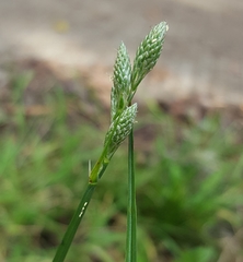 Carex balfourii