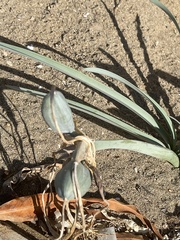 Pancratium maritimum