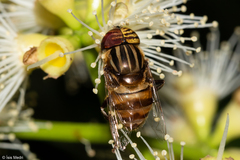 Eristalodes
