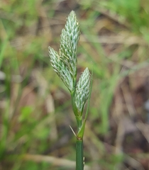 Carex balfourii