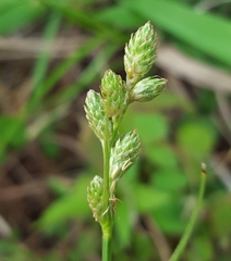 Carex balfourii