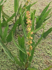 Rumex bidens
