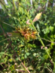Cyperus