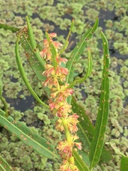 Rumex bidens