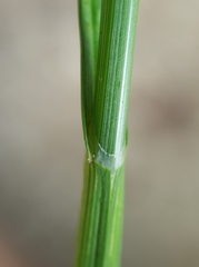 Carex balfourii