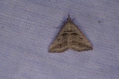 Dichromodes consignata