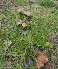 Carex balfourii