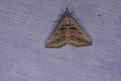 Dichromodes consignata