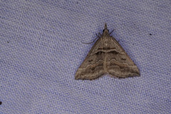 Dichromodes consignata