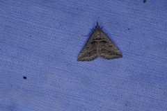 Dichromodes consignata