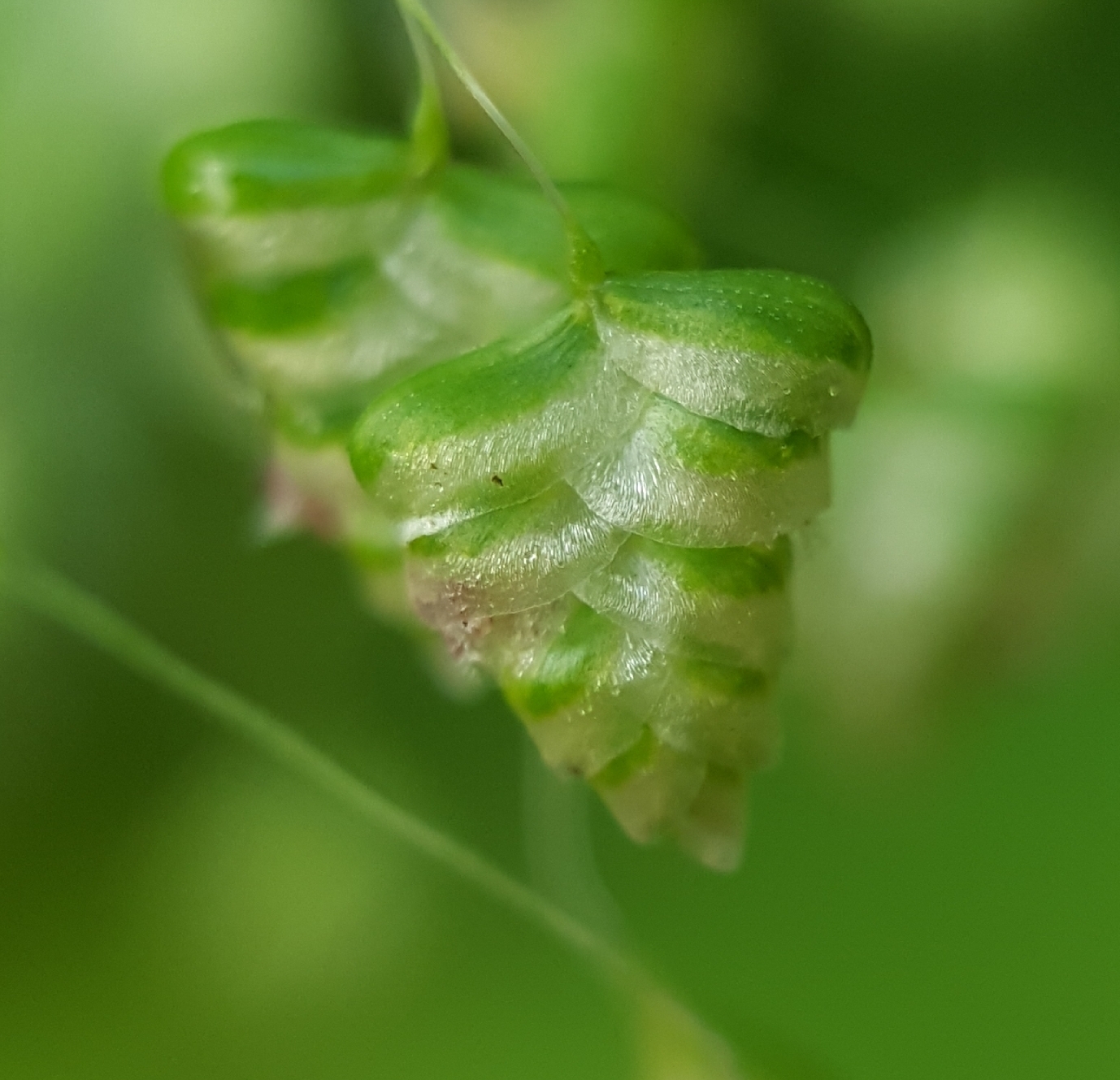(c) François Rousseu, certains droits réservés (CC BY-NC) https://www.inaturalist.org/observations/99185740