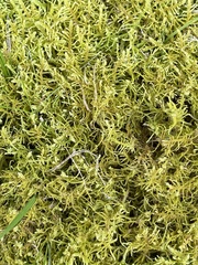 Thuidiopsis