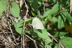 Catopsilia florella