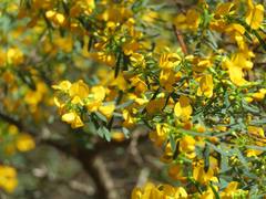 Pultenaea flexilis