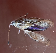 Ulonemia plesia