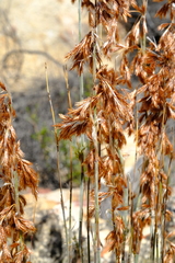 Thamnochortus fruticosus