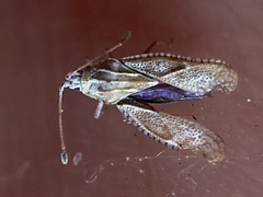 Ulonemia plesia