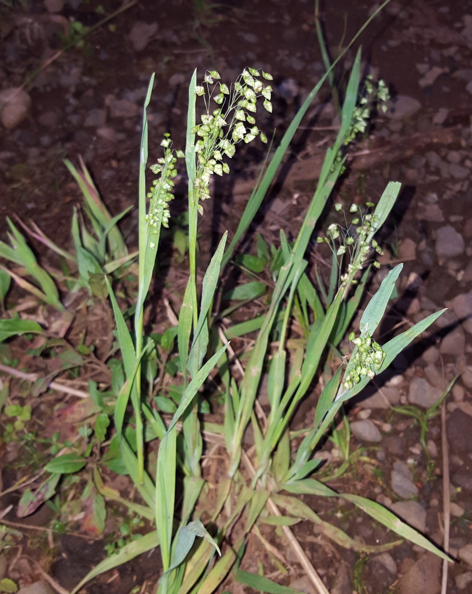 (c) François Rousseu, certains droits réservés (CC BY-NC) https://www.inaturalist.org/observations/99185740