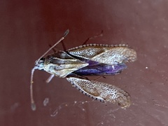 Ulonemia plesia