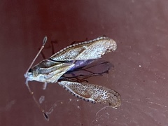 Ulonemia plesia