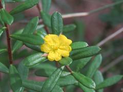 Hibbertia bracteata