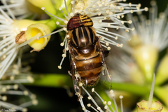 Eristalodes