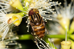 Eristalodes