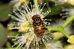 Eristalodes