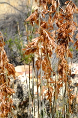 Thamnochortus fruticosus