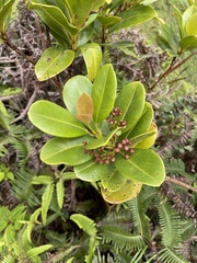 Syzygium sandwicense