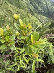 Syzygium sandwicense