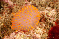 Polycitor giganteus