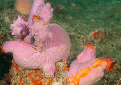 Halisarca australiensis