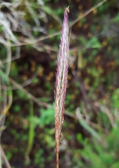 Ischaemum koleostachys