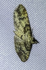 Mnesiloba eupitheciata