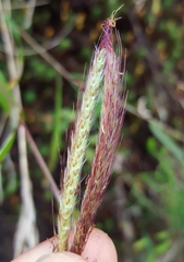 Ischaemum koleostachys