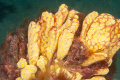 Botrylloides perspicuus